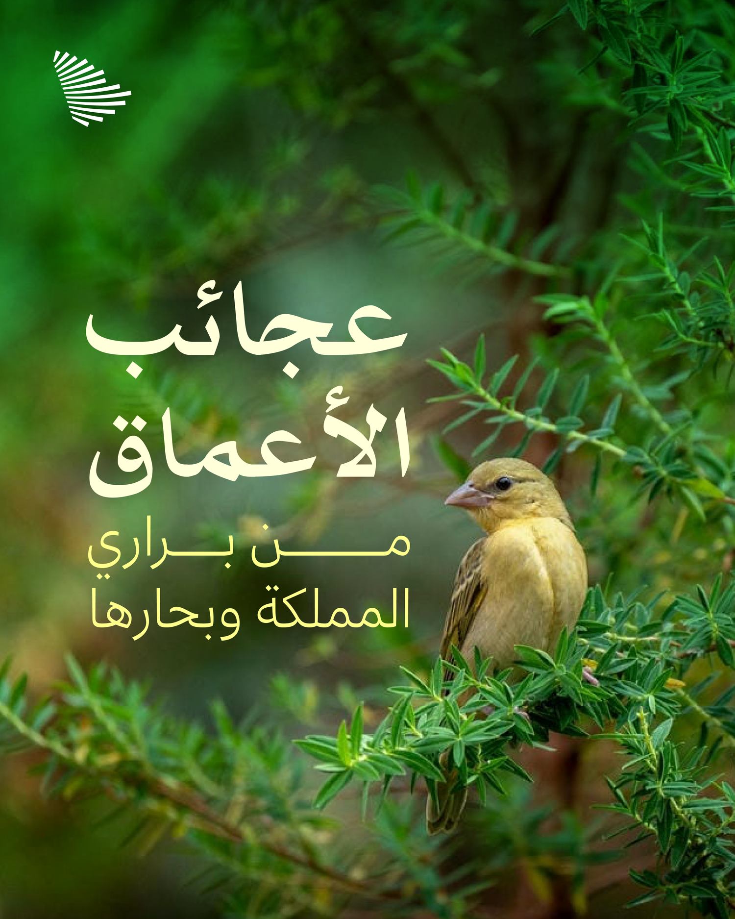 عجائب الأعماق من براري المملكة وبحارها